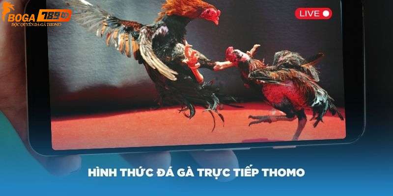 Giới thiệu về đá gà Thomo tại ALO789